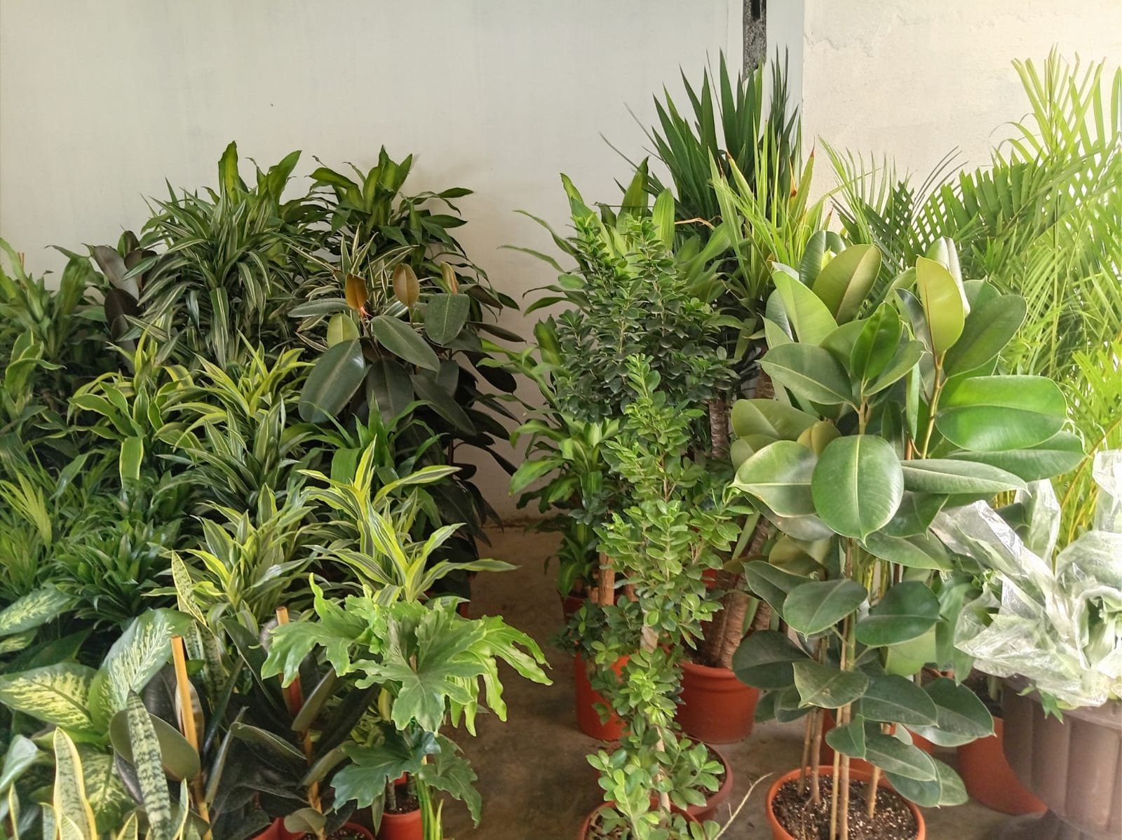 عمل تنسيق حدائق